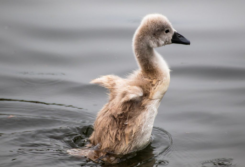 swan, young swan, cygnet